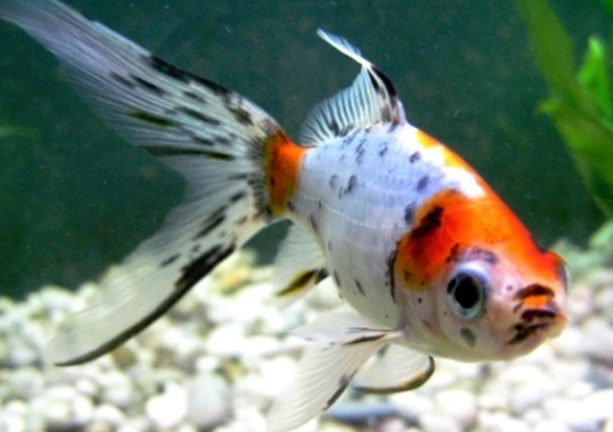 Gold Fish mixed