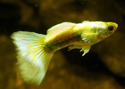 Gold Guppy