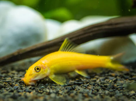 Golden Algae eater
