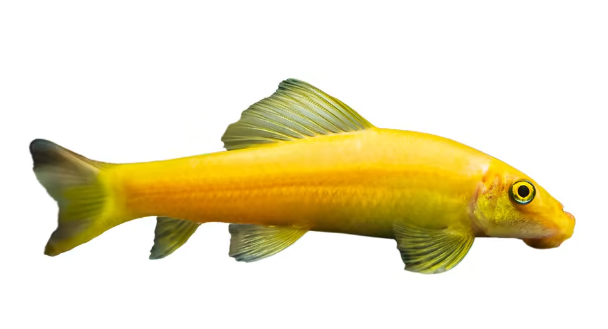 Golden Algae eater