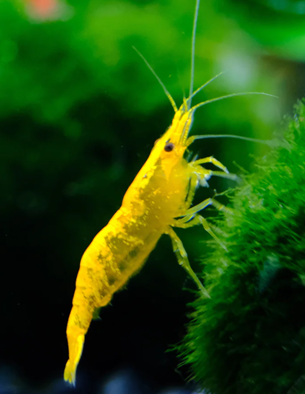 Golden Back Line Shrimp