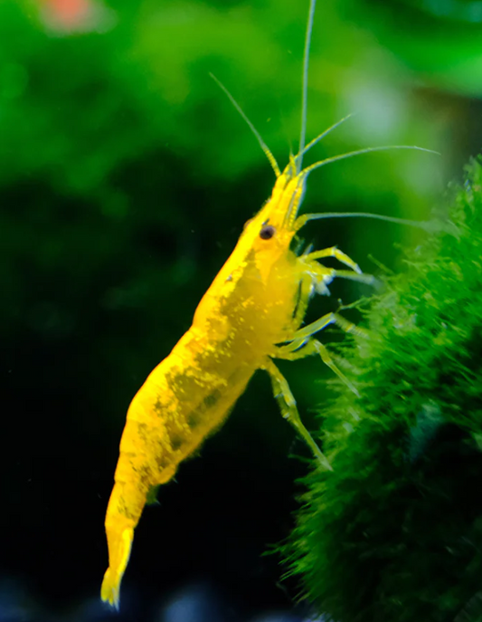 Golden Back Line Shrimp