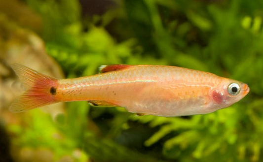 Golden Minnows.
