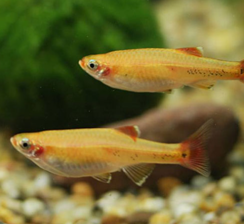 Golden Minnows.