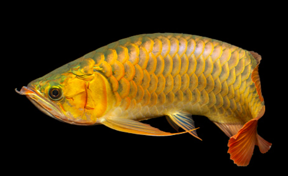Golden Red Noze XXL
