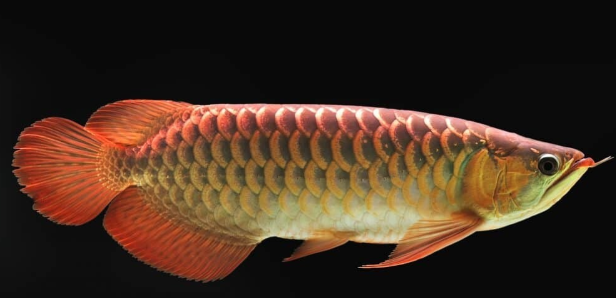 Golden Red Noze XXL