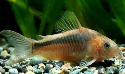 Green Cory