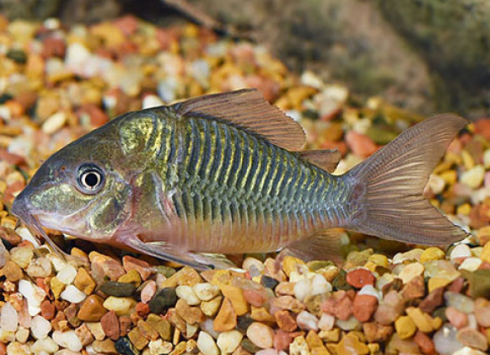 Green Cory