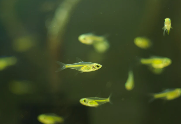Green Neon or Kubotai Rasbora