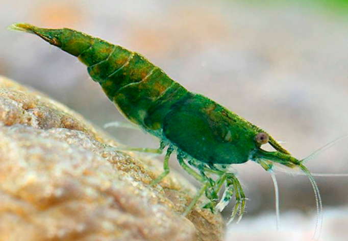 Green Shrimp