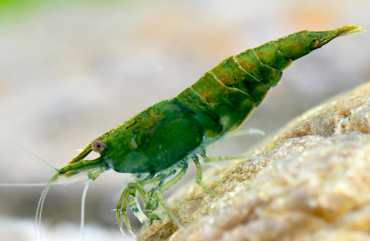 Green Shrimp