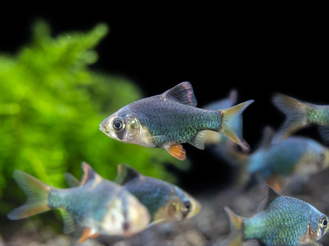 Green Tiger Barb