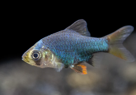 Green Tiger Barb