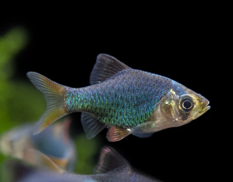 Green Tiger Barb