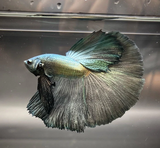 GREY OHM BETTA
