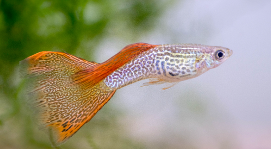 Guppies