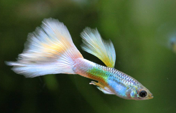 Guppies