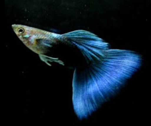 HB Blue Guppy