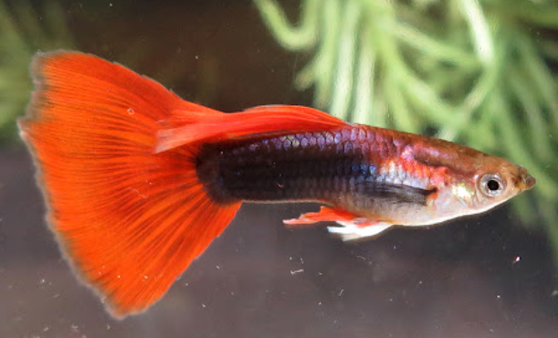 HB Red Guppy