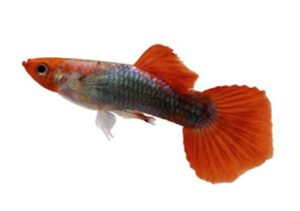 HB Red Guppy
