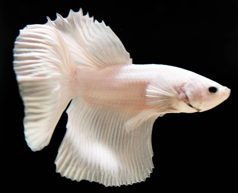 Half Moon Betta