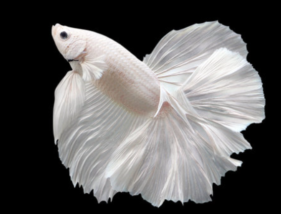 Half Moon Betta