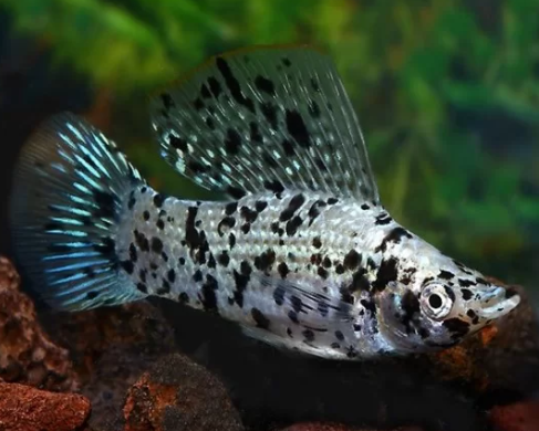 Harlequin Molly