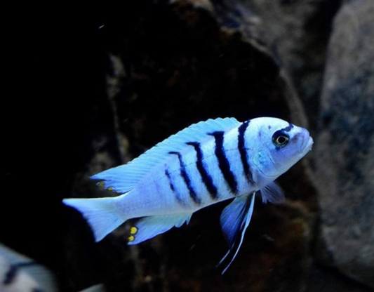 Harr Gallireya Reef