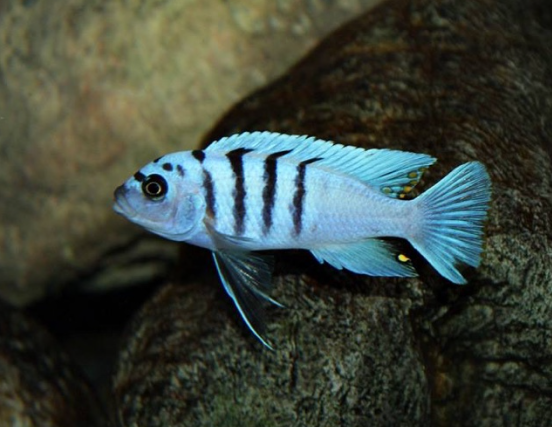 Harr Gallireya Reef