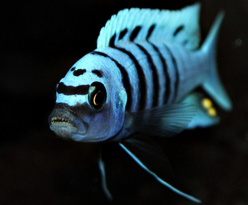 Harr Gallireya Reef