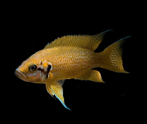 Helianthus Cichlid Neolamprologus helianthus