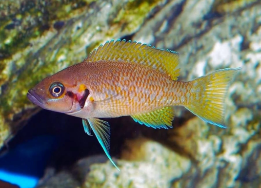 Helianthus Cichlid Neolamprologus helianthus