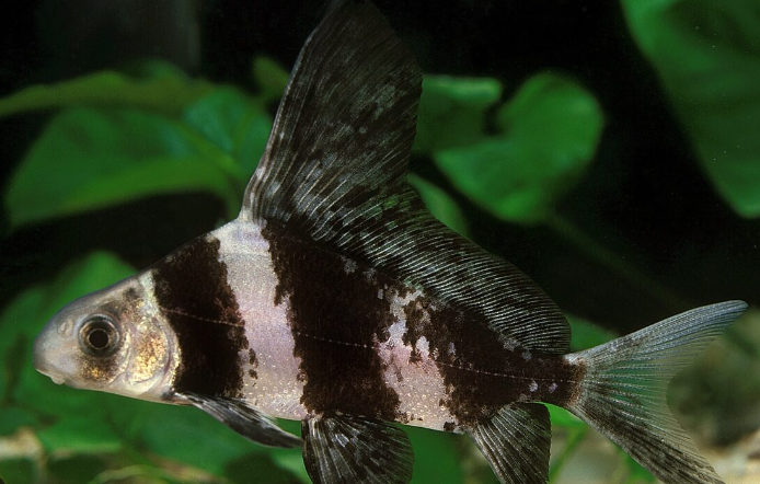 HiFin Loach (Asaitic) 3"