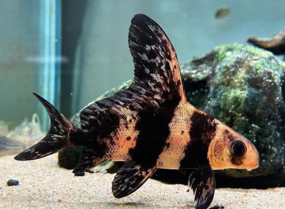 HiFin Loach (Asaitic) 3"