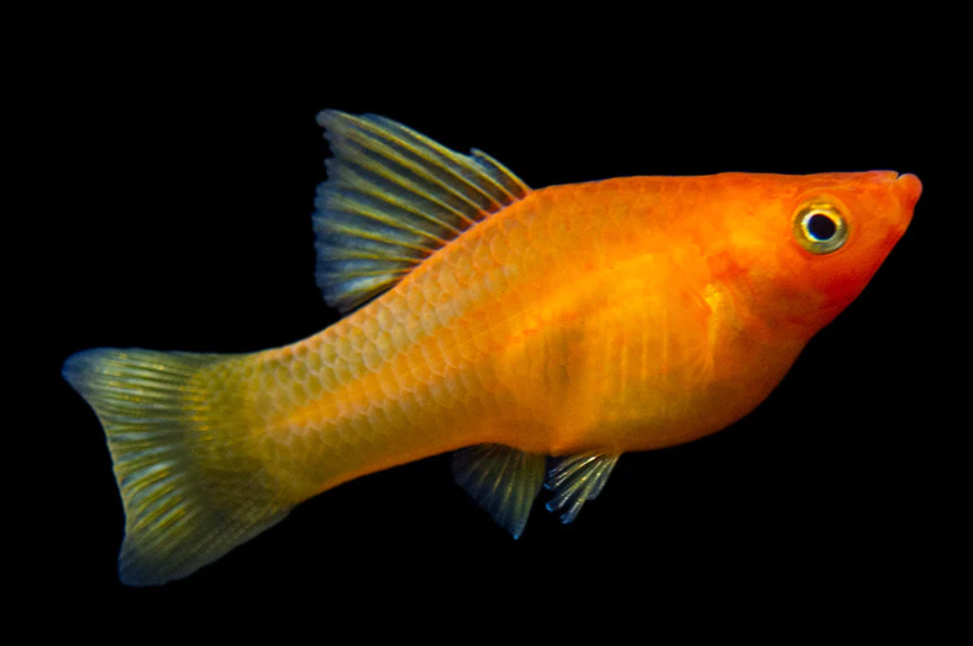 Hifin Platy