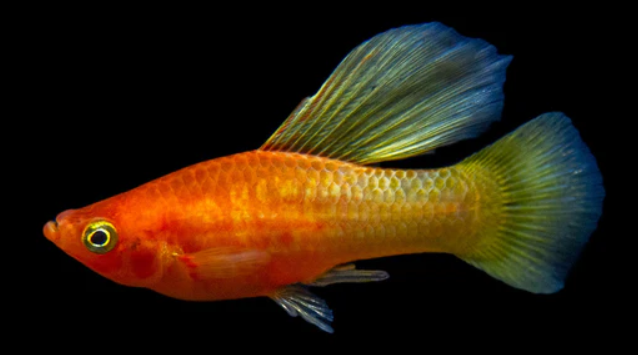 High Fin platy
