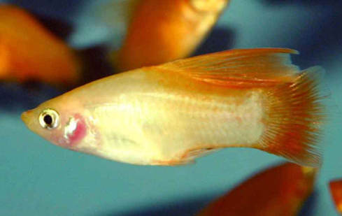 High Fin platy