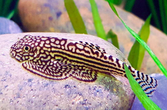 Hill Stream Loach