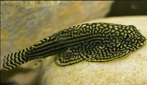 HillStream Loach