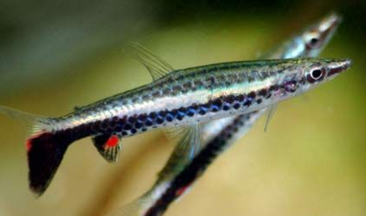 Hocky Small fish