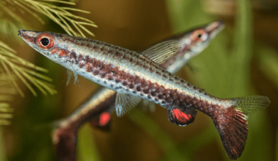 Hocky Small fish