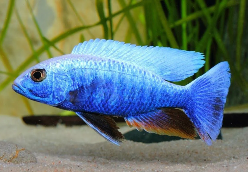 Ice berg Cichlid Cichlid