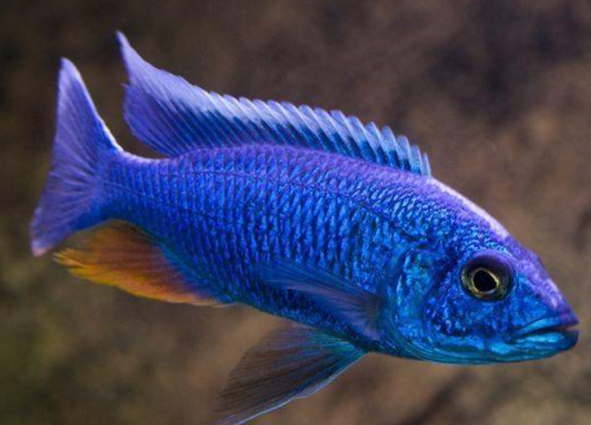 Ice berg Cichlid Cichlid