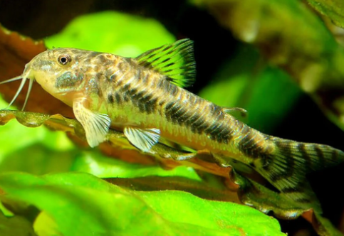 Indian Catfishes Nano