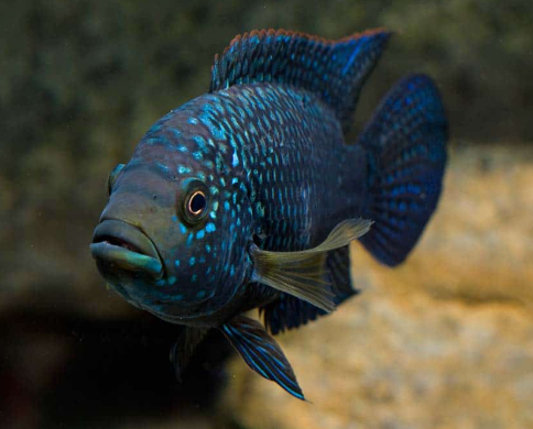 Jack Dempsey (Rocio octofasciata)
