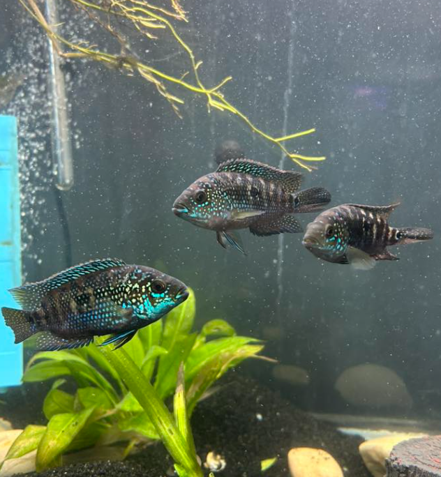Jack Dempsey (Rocio octofasciata)