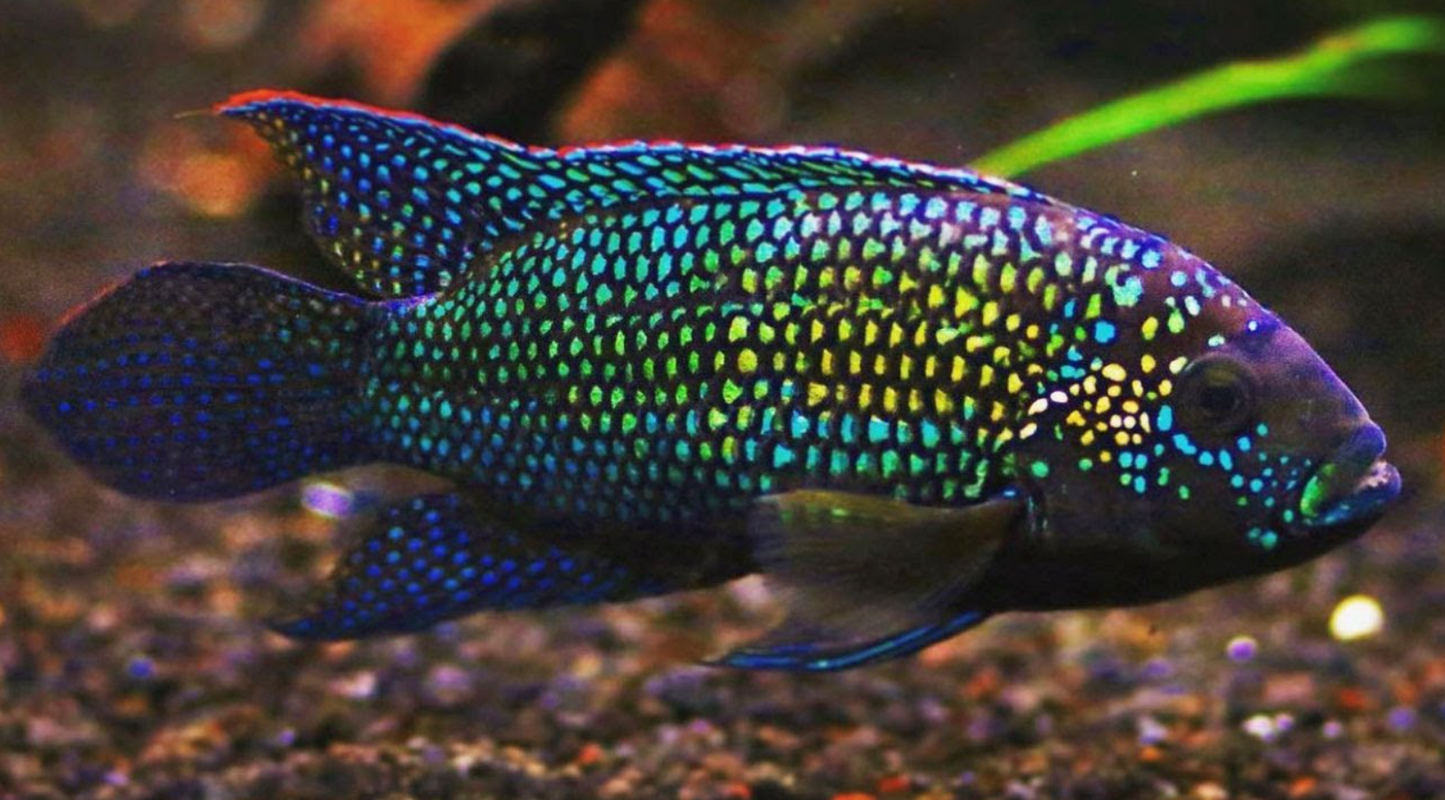 Jack Dempsey (Rocio octofasciata)