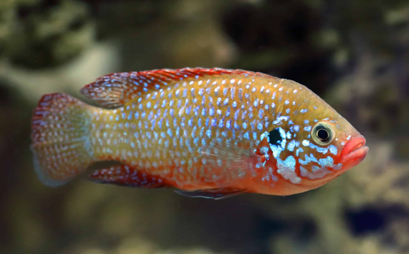 Jewel Cichlid