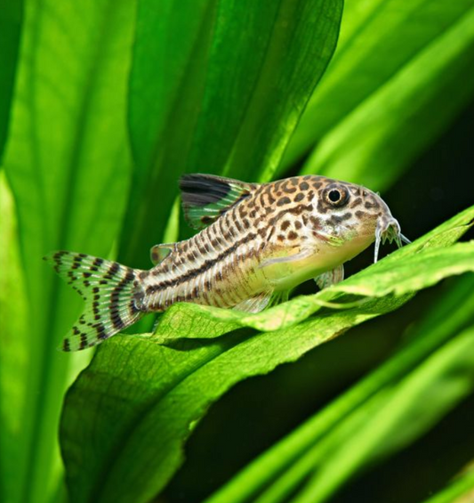 Julii Corydora
