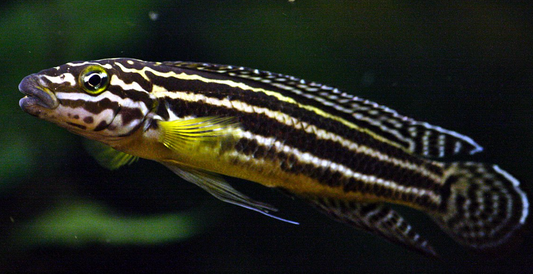 Julidocrom Regani